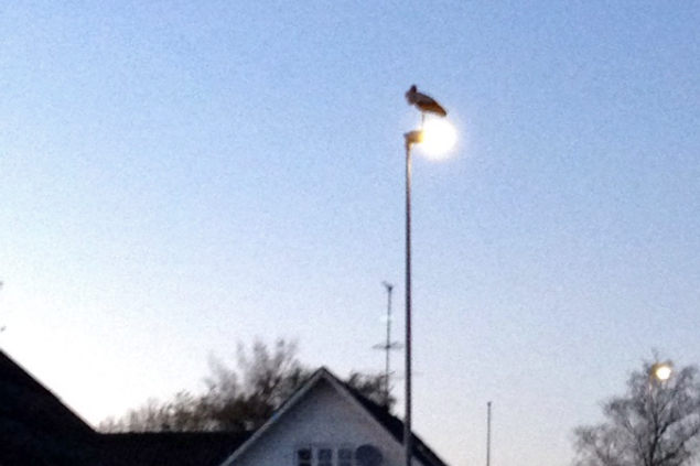 stork2