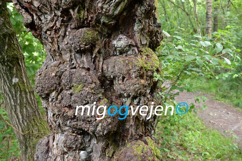 evighedstræ hovborg 21 05
