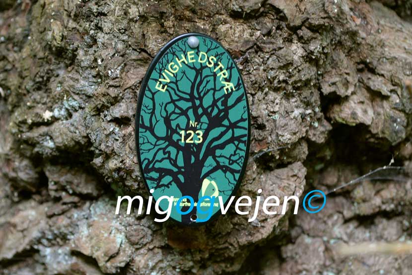 evighedstræ hovborg 21 07
