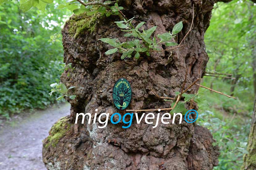 evighedstræ hovborg 21 08