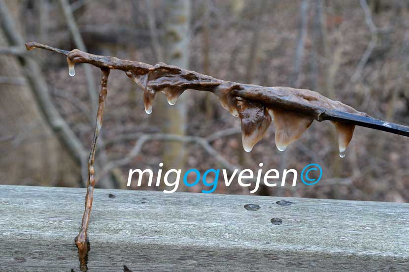 mindre forurening lammehaler 21 02