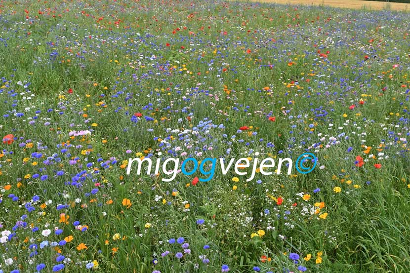 blomster 22 02