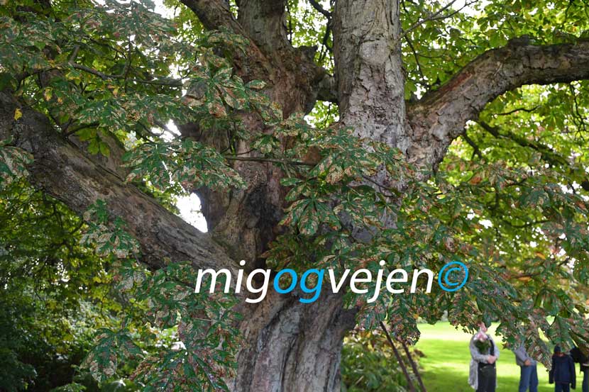 evighedstræ 22 13