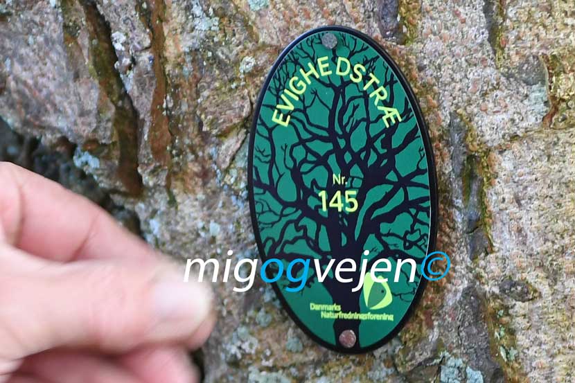evighedstræ 22 15