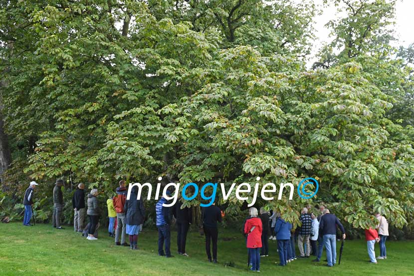 evighedstræ 22 16