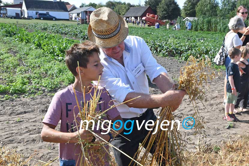 hygum hjemstavnsgård høst 22 04