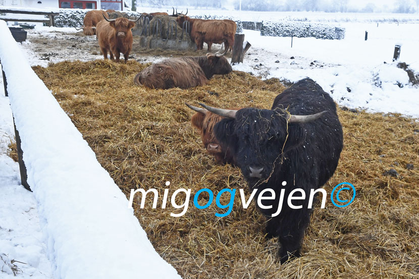 kødkvæg 22 01