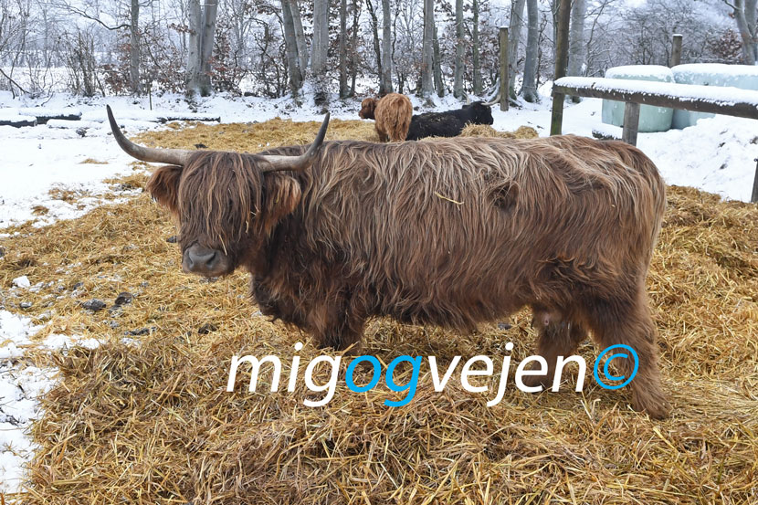 kødkvæg 22 03