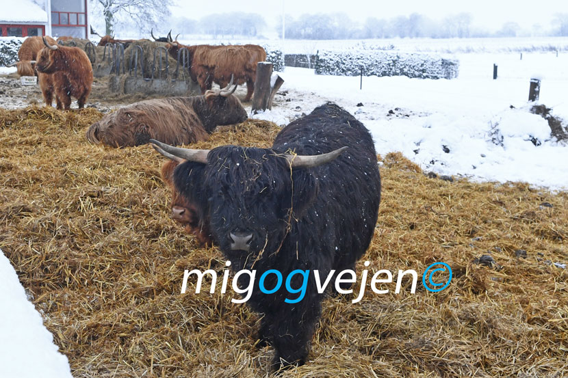 kødkvæg sne 22 01