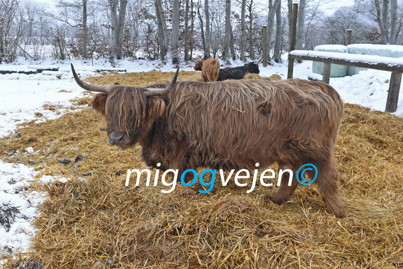 kødkvæg sne 22 02