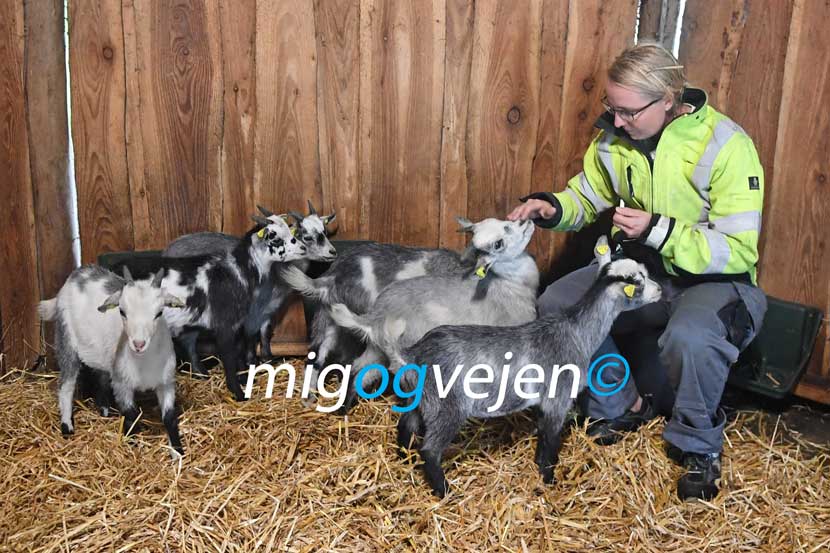 vejen anlæg 22 21