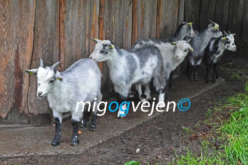 vejen anlæg 22 22