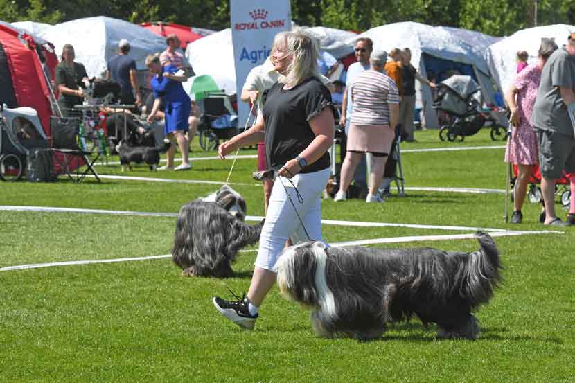hundeudstilling 25 04