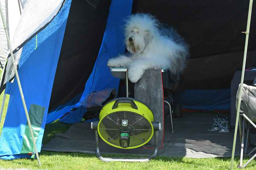 hundeudstilling 25 05