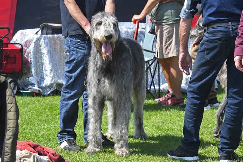 hundeudstilling 25 06