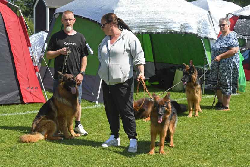hundeudstilling 25 08