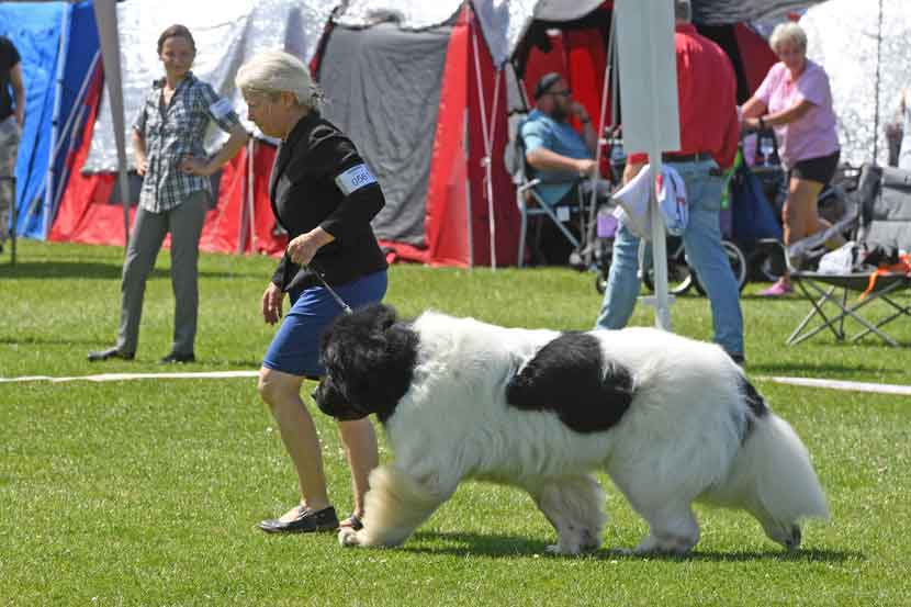 hundeudstilling 25 09