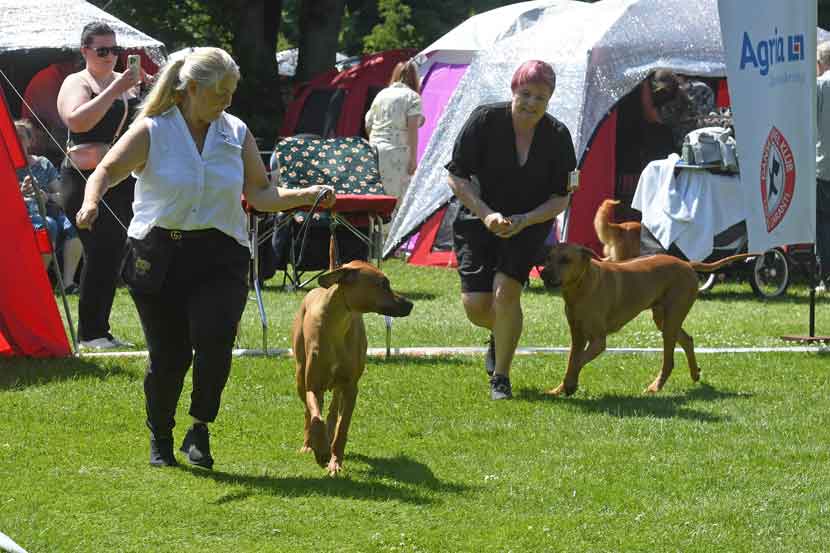 hundeudstilling 25 10