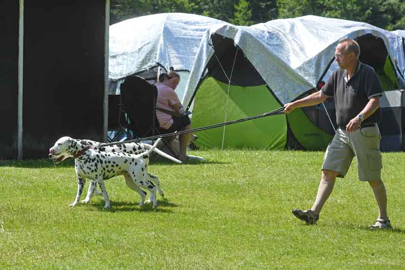 hundeudstilling 25 11