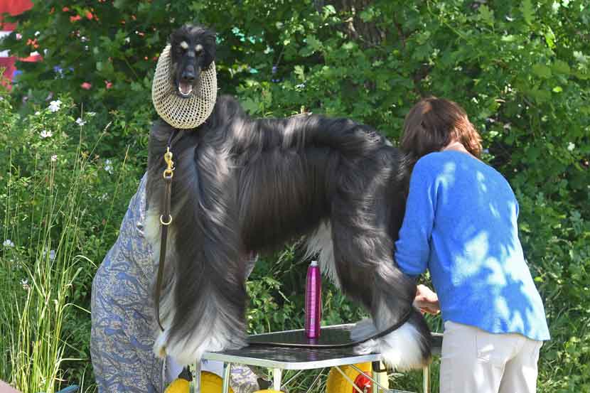 hundeudstilling 25 12