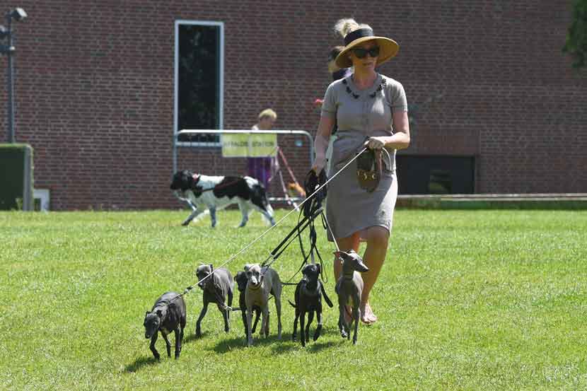 hundeudstilling 25 13