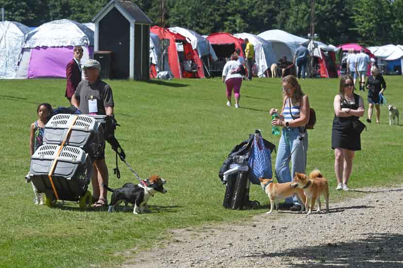 hundeudstilling 25 14