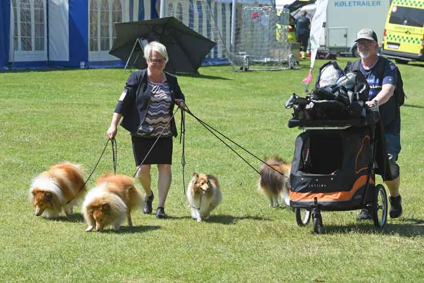 hundeudstilling 25 15