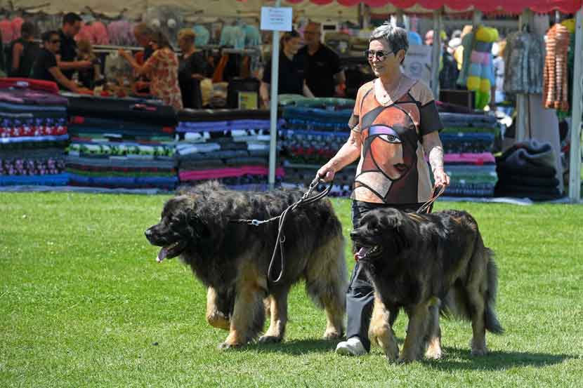 hundeudstilling 25 16
