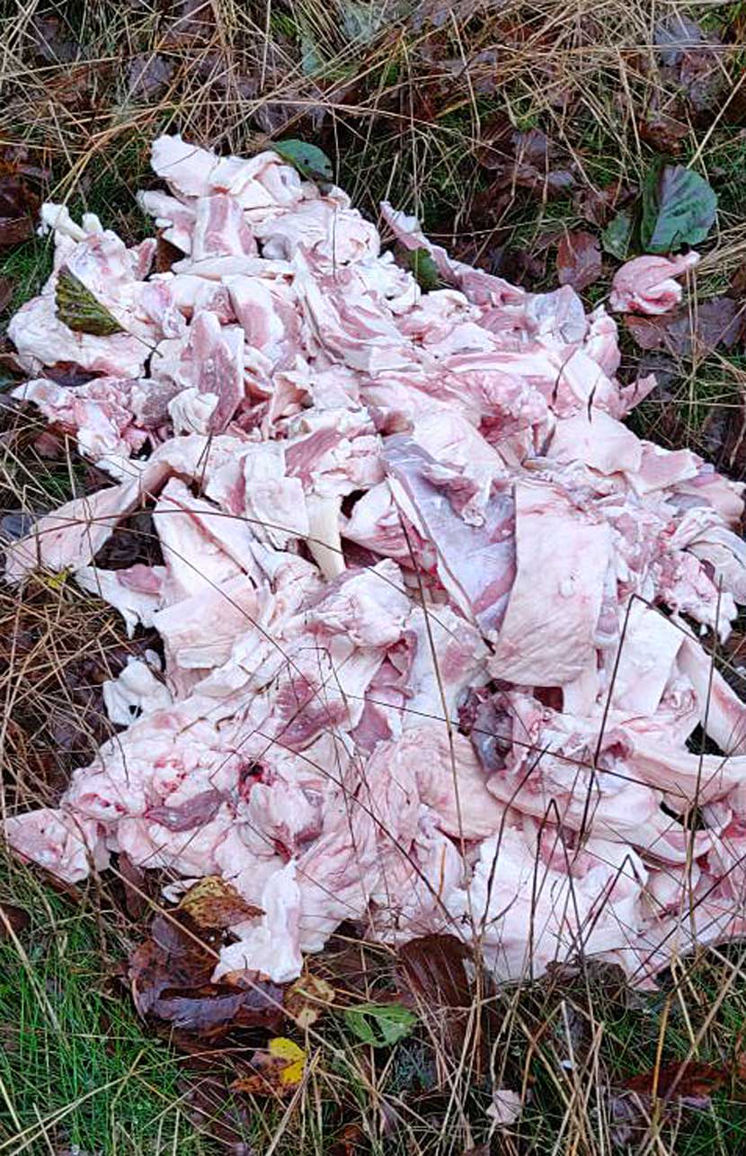 kød staushede plantage